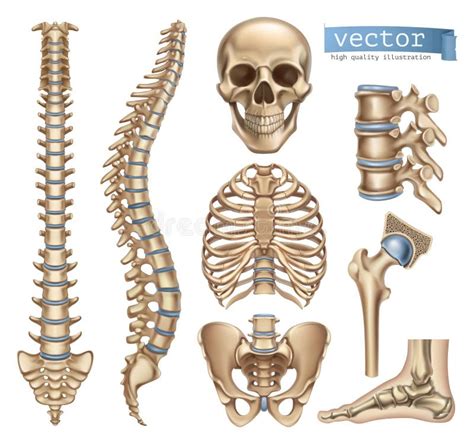 Vector Clipart Of The Human Spine