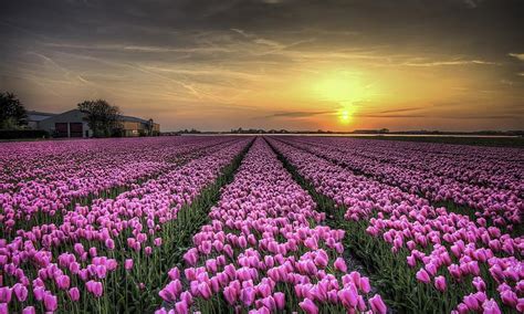 Field Of Tulips Sky Field Sun Flowers Nature Tulips Clouds Hd Wallpaper Peakpx