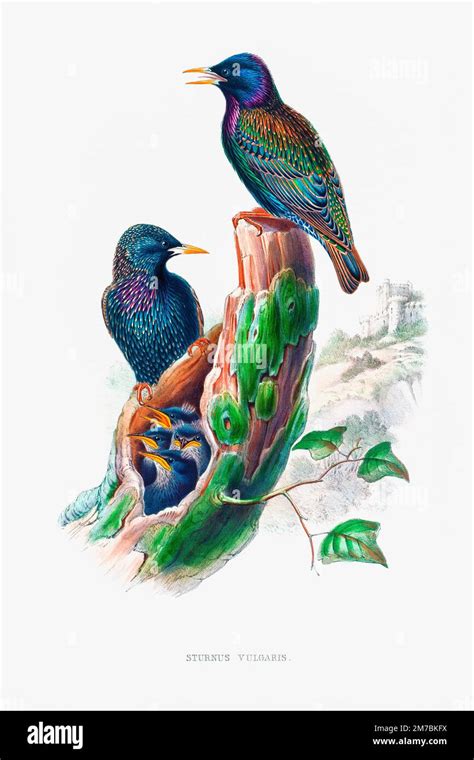 Illustration Of Colorful Tropical Birds Stock Photo Alamy