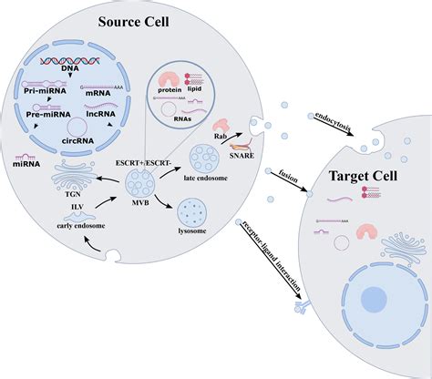 Cell Proliferation Cell Biology Journal Wiley Online Library