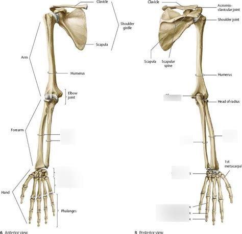 Arm Bones Labeled