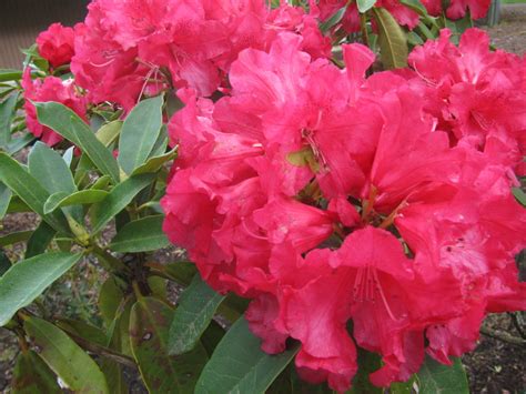 Beautiful Washington State Rhododendron The Official Flower Of Washington State