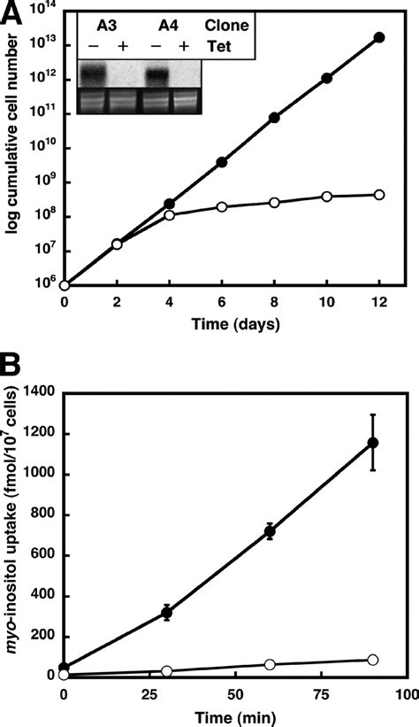 A Growth Phenotype Of T Brucei Procyclic Form Rnai Parasites