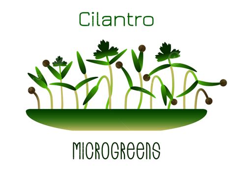 Microgreens Ketumbar Biji Ketumbar Bertunas Ketumbar Sayuran Hijau