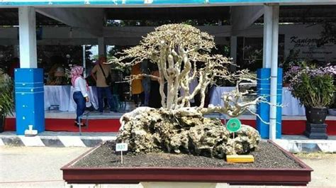 Pin By MARIA ANTONIETA CONTRERAS On Bonsai Bonsai Plants Garden