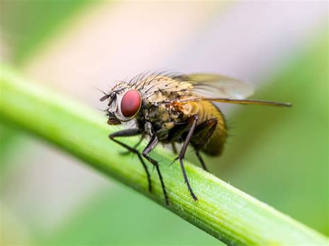 Fly Facts, Types, Classification, Habitat, Diet, Adaptations, Pictures