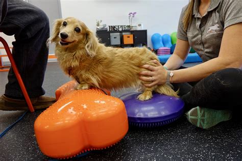 Atlas Rehabilitation For Canines