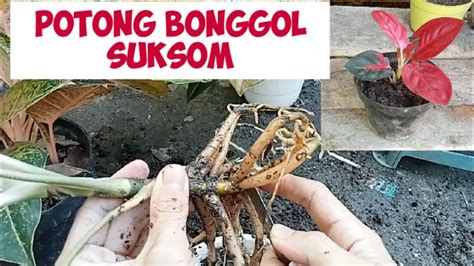 Cara Memperbanyak Aglaonema Suksom Jaipong Dengan Tanam Bonggol Youtube