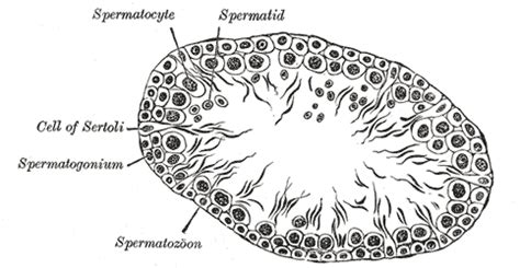 Spermatogonium - wikidoc