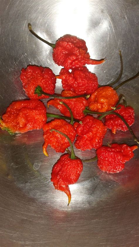 Fresh Pickled Carolina Reaper Ghost Pepper Moruga Bhutlah Habanero