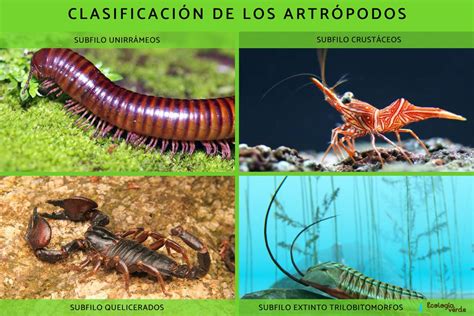 Qué Son Los Artrópodos Características Clasificación Y Ejemplos Fotos
