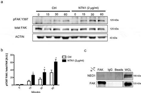 Full Article The Netrin 1 Neogenin 1 Signaling Axis Controls