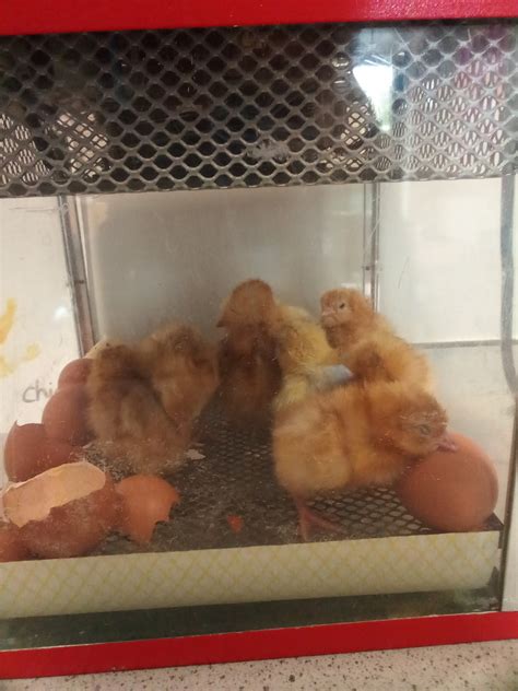 Chicks In Nursery Great Coates Primary Academy