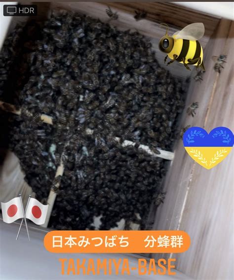 Yahooオークション 希少 日本みつばち 分蜂群 福岡発送料込み 強群