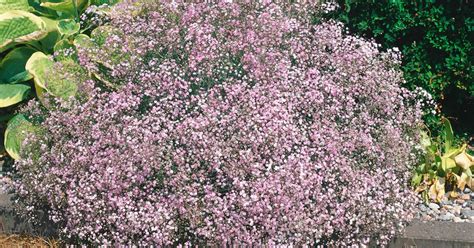 Gypsophila Repens Dorothy Teacher Pflanze Pflege Tipps Floragard