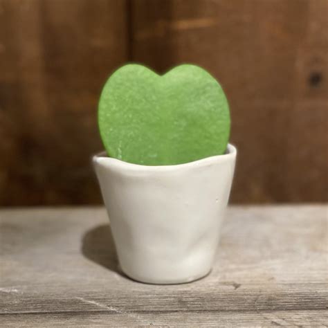 25 Hoya Kerri Heart In Decorative White Pot Flowers Talk Tivoli
