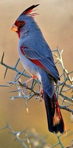 Cardinal Bird A Colorful And Exotic Pet Bird