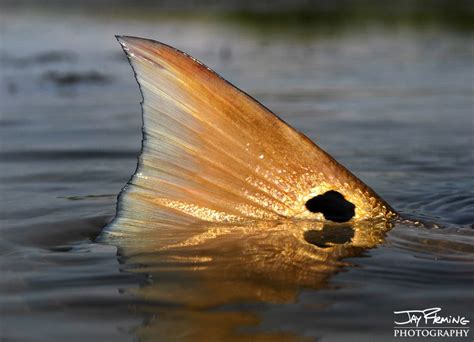 A Red Drum Exposes Its Tail While Feeding At Low Tide Click On