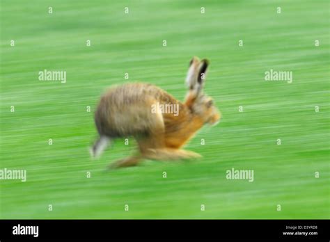 European Brown Hare Running, Hesse, Germany Stock Photo - Alamy