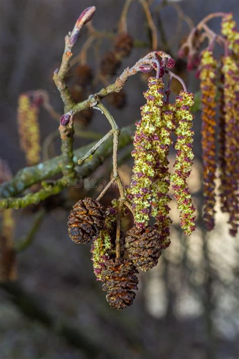 Small Branch Of Black Alder Alnus Glutinosa With Male Catkins And