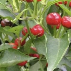 Piccante Calabrese Cherry Pepper Seeds Heirloom NJ USA See My Store for ...