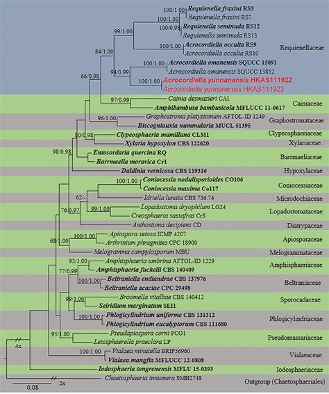 Raxml Tree Based On A Combined Dataset Of Partial Lsu And Its Sequence