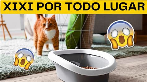 Gato Marcando Territ Rio Como Evitar Gato Urinando Em Todo Lugar