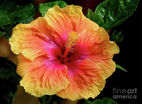 Exotic Hibiscus Flower By Kaye Menner Photograph By Kaye Menner Pixels