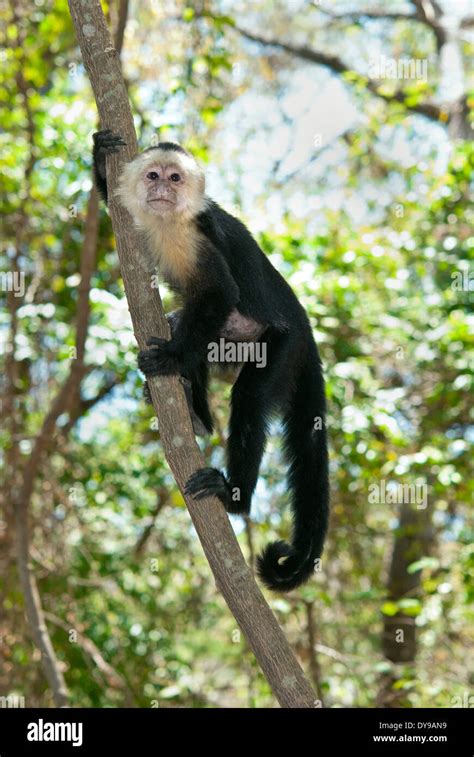 Cara Blanca Mono Capuchino Cebus Capucinus En Un Rbol En Costa Rica