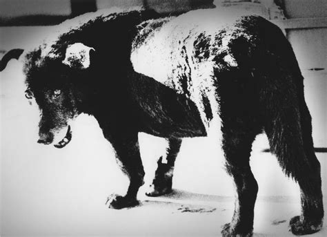 Daido Moriyama: Prints and Books from 1960s – 1980s - Invisible ...