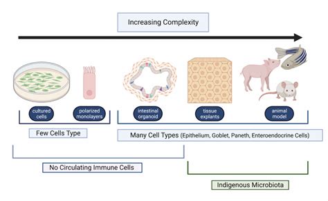 For Studying Host Microbe Interactions Why Choose Zebrafish Invivo