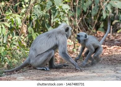 464 Langoor Monkey Images, Stock Photos & Vectors | Shutterstock