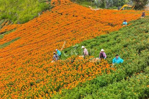 云南开远：万寿菊助农增收 人民图片网