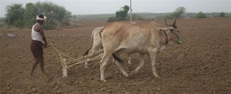 Kharif Sowing Picks Up Pace