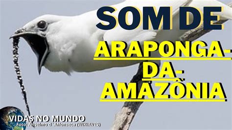 🎵 🎵 Som De Araponga Da AmazÔnia Procnias Albus White Bellbird Youtube