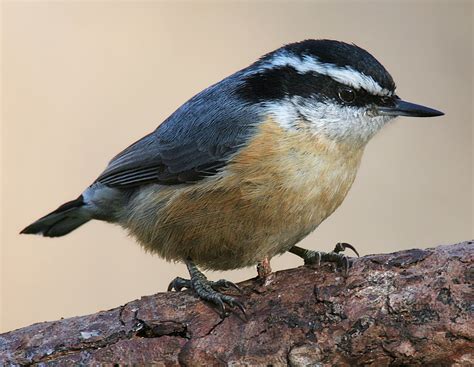 Birds: Red-Breasted Nuthatch