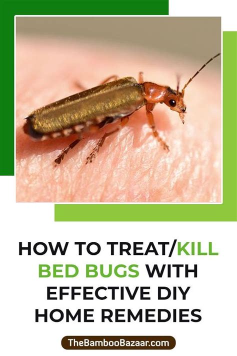 How To Kill Bed Bugs Diy