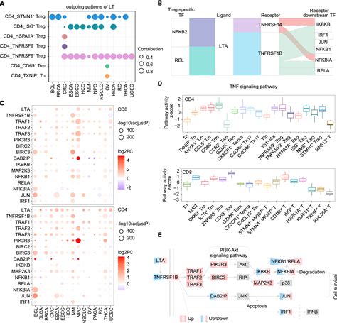 Identification Of Shared Characteristics In Tumor Infiltrating T Cells