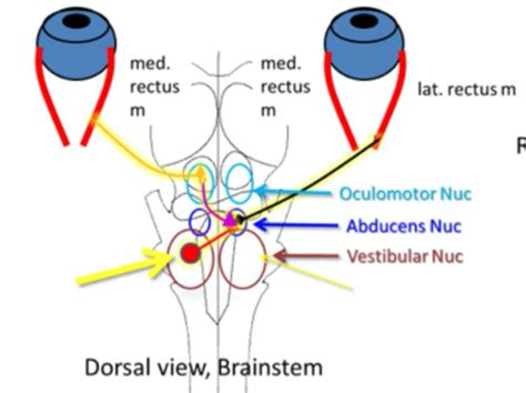 32. Vestibular Proprioception Part 1 (exam III) Flashcards | Quizlet