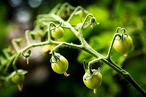 Mexikanische Honigtomate Miel Du Mexique Kaufland De