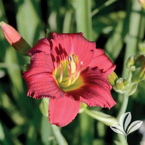 Hemerocallis Hemerocallis 'Ruby Stella' Ruby Stella Daylily from ...