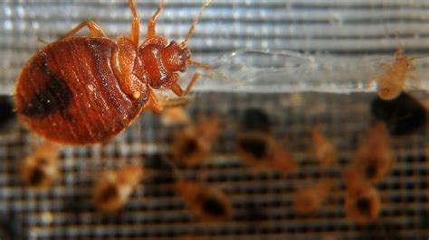 How You Get Bed Bugs What They Are And How To Get Rid Of Them