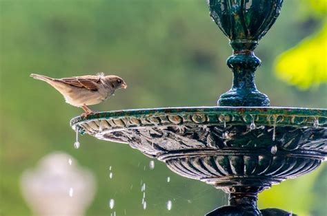 How To Attract Birds To Your Garden The Garden Shed