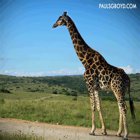 Cinemagraph Giraffe Toronto Cinemagraph Paul Sg Boyd