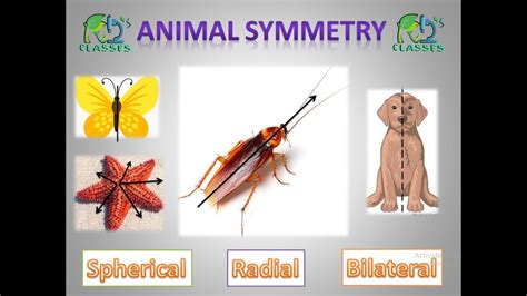 Top 118 + Spherical symmetry animals - Lifewithvernonhoward.com