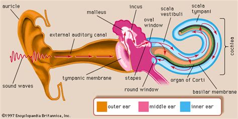 Ear Physiology Of Hearing Dr Meenesh Juvekar Ent Specialist