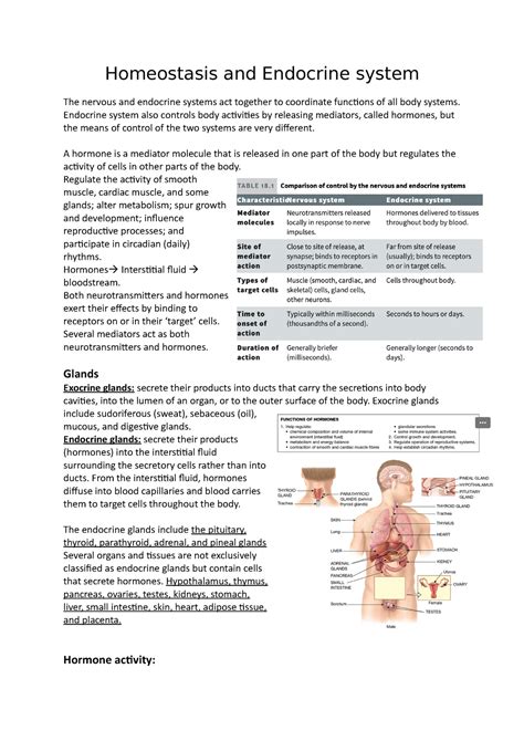 Homeostasis And Endocrine System Lecture Notes Homeostasis And