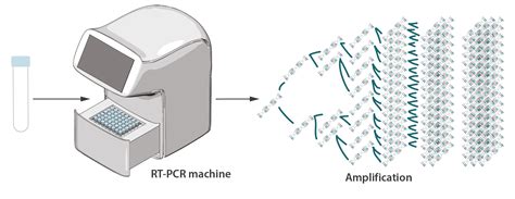 How Is The Covid 19 Virus Detected Using Real Time Rtpcr Iaea