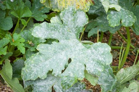 10 Common Melon Plant Diseases and What To Do About Them