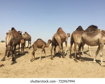 Pure Arabian Camels Doha Desert Stock Photo 2264089387 | Shutterstock